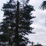 affordable tree felling & construction - Durban