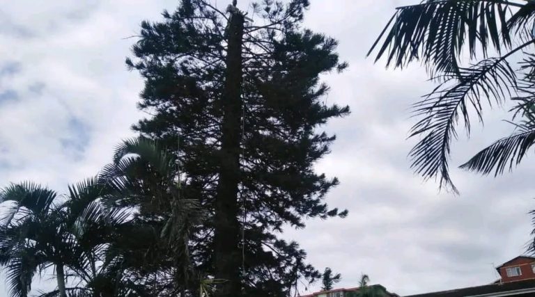 affordable tree felling & construction - Durban