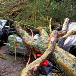 Why fever trees fall - fallen fever tree causing property damage